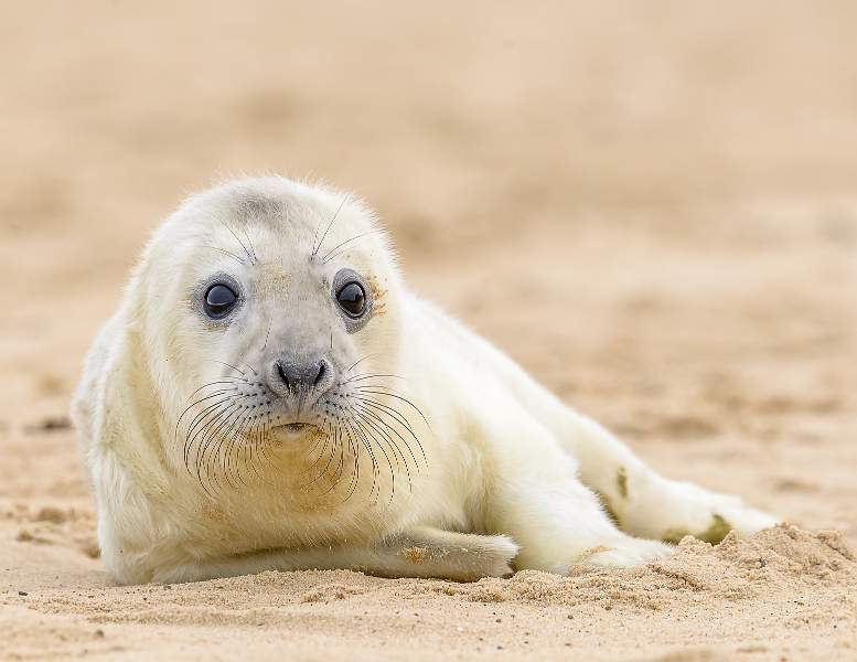 Cute Pup_Stephen Harper.jpg